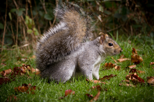 Обои картинки фото животные, белки, белка