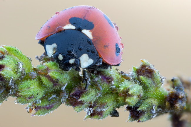 Обои картинки фото животные, божьи коровки, утро, божья, коровка, фон, макро