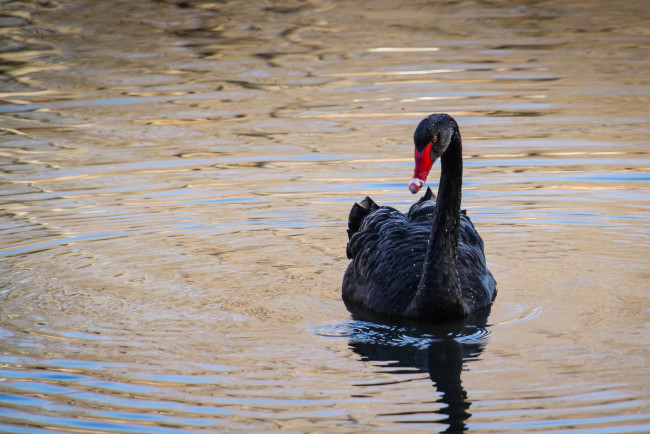 Обои картинки фото животные, лебеди, лебедь, черный