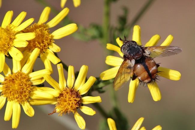 Обои картинки фото животные, насекомые, макро, насекомое, цветы