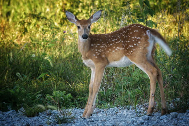 Обои картинки фото животные, олени, олениха