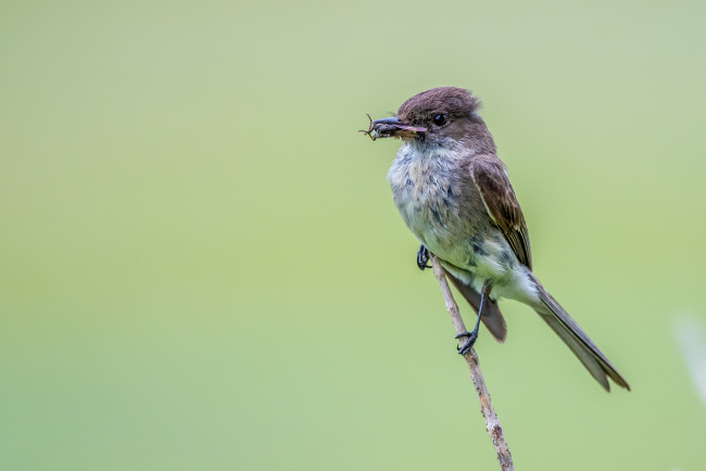 Обои картинки фото животные, птицы, птаха