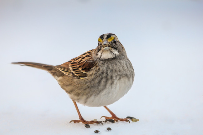 Обои картинки фото животные, птицы, птаха