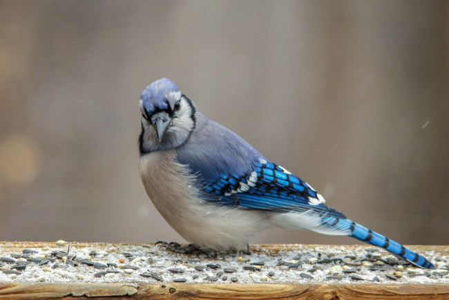 Обои картинки фото животные, птицы, птаха