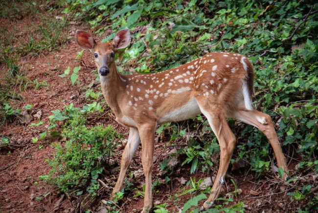 Обои картинки фото животные, олени, олениха
