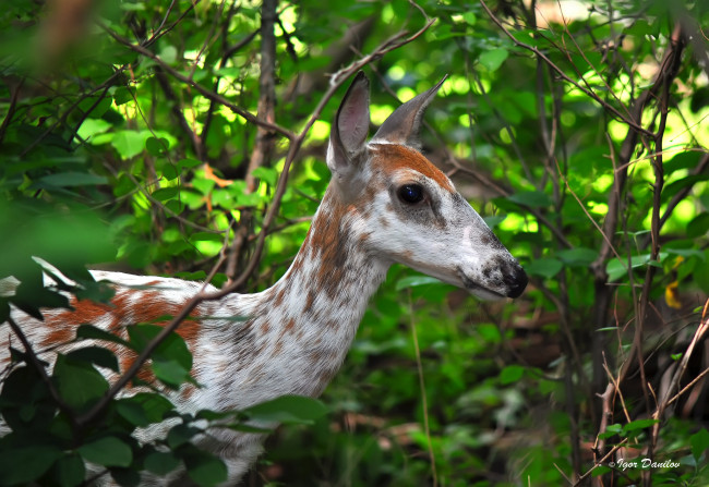 Обои картинки фото животные, олени, олень