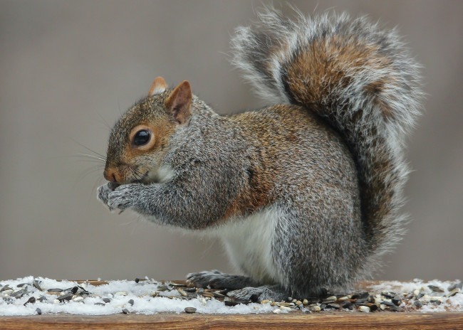 Обои картинки фото животные, белки, белка