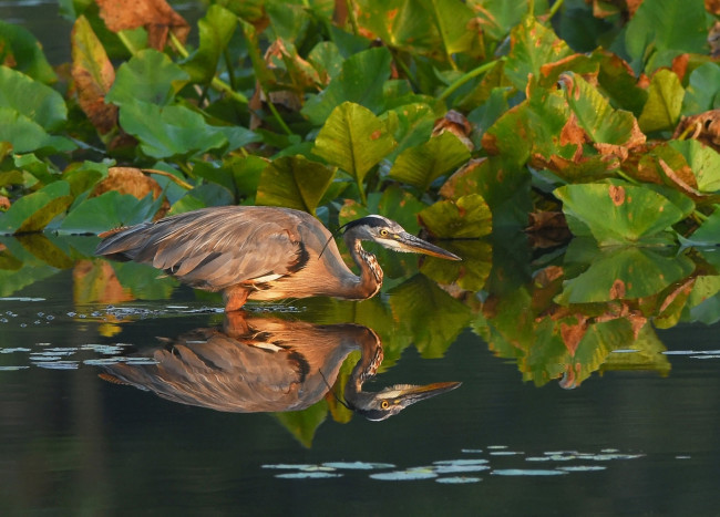 Обои картинки фото животные, цапли,  выпи, цапля, отражение, вода
