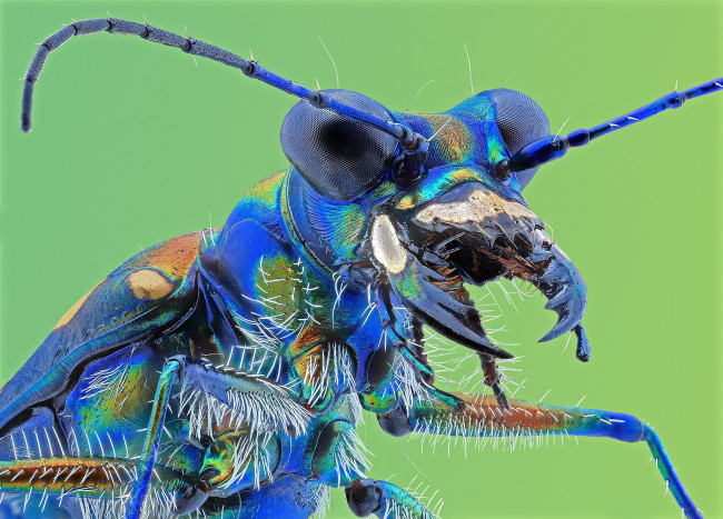 Обои картинки фото животные, насекомые, жучок