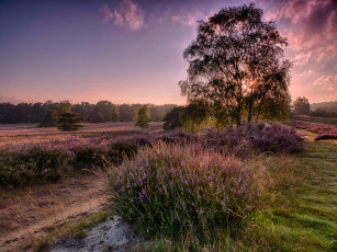 Картинка природа восходы закаты деревья