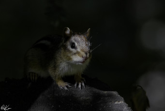 Картинка животные бурундуки бурундук