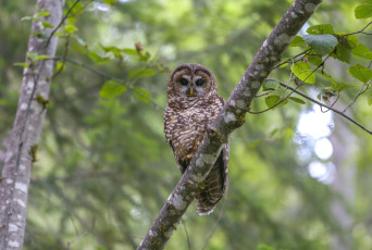 Картинка животные совы сова