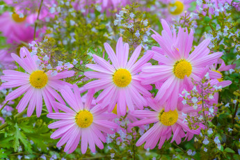 Картинка цветы хризантемы лепестки розовые