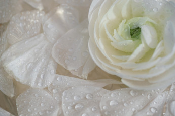 Картинка цветы ранункулюс+ азиатский+лютик макро лепестки ранункулюс капли