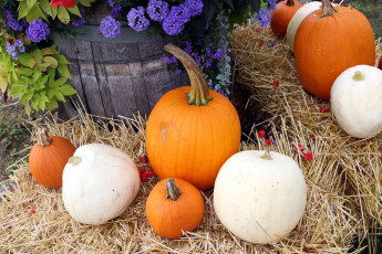 Картинка еда тыква цветы белые оранжевые тыквы солома