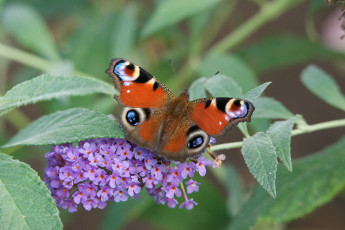 Картинка животные бабочки +мотыльки +моли бабочка