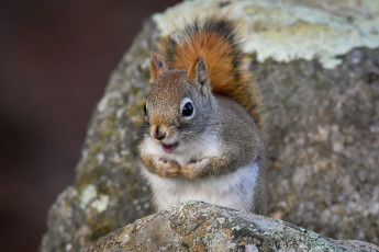 Картинка животные белки камни белка боке