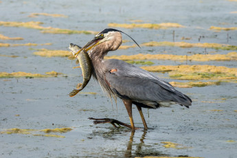 Картинка животные цапли +выпи цапля щука