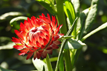 Картинка цветы бессмертник макро