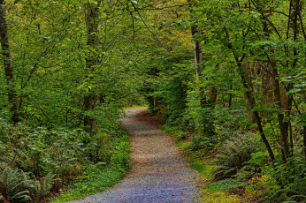 Картинка природа дороги тракт