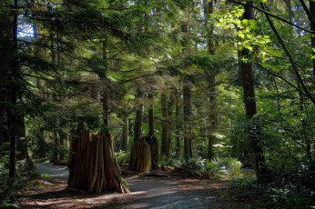 Картинка природа дороги тракт