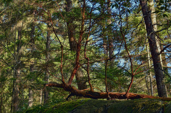 Картинка природа лес деревья