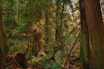 Картинка природа лес деревья