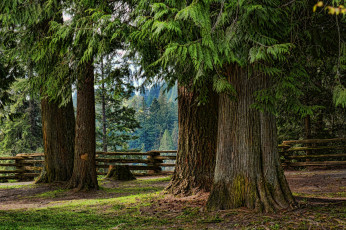 Картинка природа лес деревья