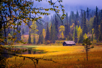 Картинка природа лес пейзаж