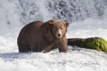 Картинка животные медведи медведь