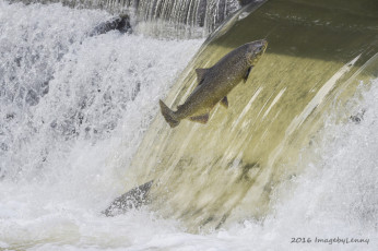 Картинка животные рыбы рыба