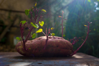 Картинка природа макро клубень