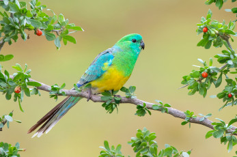 Картинка животные попугаи попугай