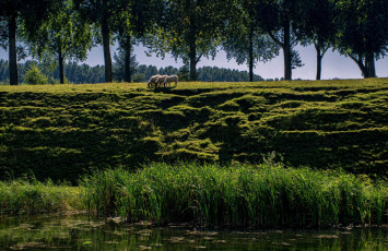 Картинка животные овцы +бараны