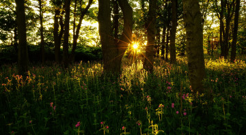 Картинка природа лес