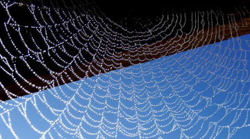 Картинка природа макро капли паутина роса