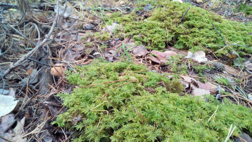 Картинка растения+в+лесу природа лес растения леса