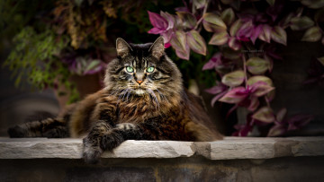 Картинка животные коты кот