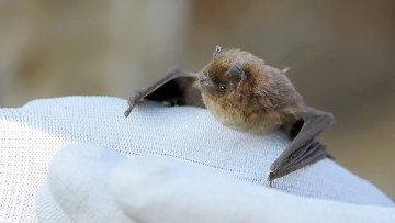 Картинка животные летучие+мыши летучая мышь