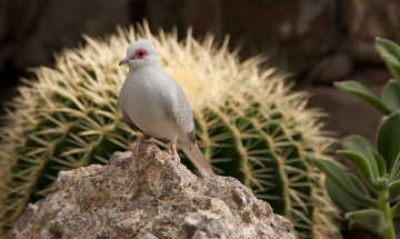 Картинка животные птицы кактус камень птица