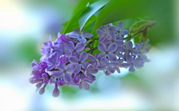 Картинка цветы сирень фон соцветие цветки ветка макро