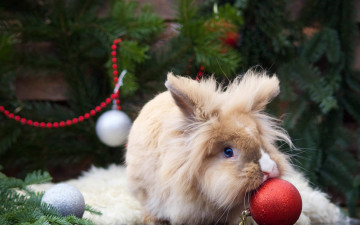 Картинка животные кролики +зайцы ёлочные игрушки пушистый кролик шарики