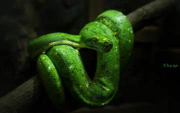 Картинка животные змеи +питоны +кобры питон