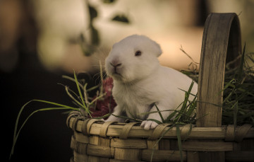 Картинка животные кролики +зайцы кролик корзина трава