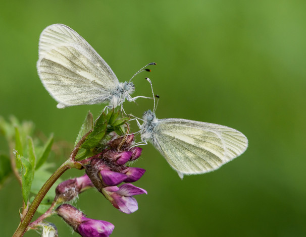 Обои картинки фото животные, бабочки,  мотыльки,  моли