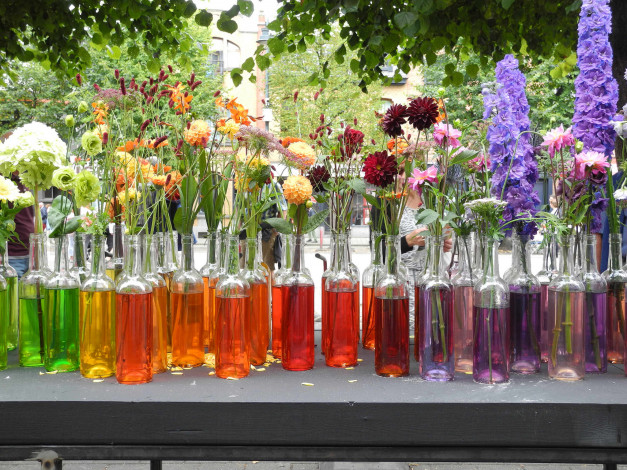 Обои картинки фото цветы, разные вместе, разные