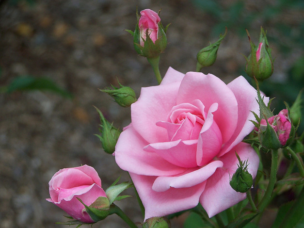 Обои картинки фото цветы, розы, фон, роза, бутоны
