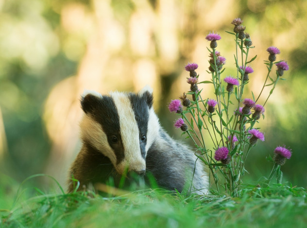 Обои картинки фото животные, барсуки, барсук, серпуха, трава, боке