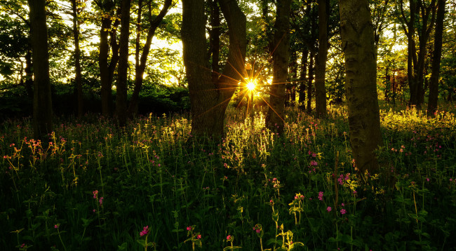 Обои картинки фото природа, лес