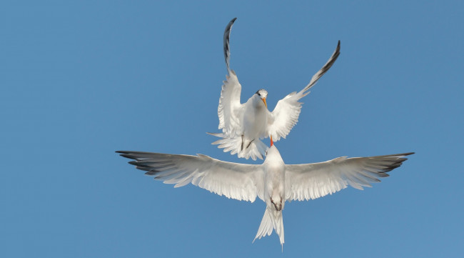 Обои картинки фото животные, Чайки,  бакланы,  крачки, чайки